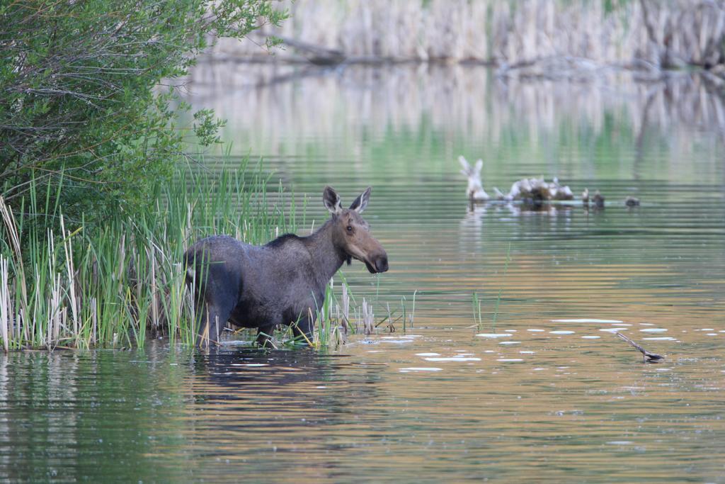 קמלופס Lac Le Jeune Resort & Nature Centre מראה חיצוני תמונה